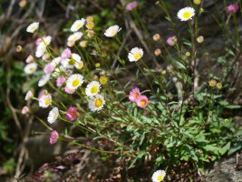 Erigeron karvinskianus