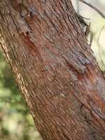 Arbutus unedo, Endara aldean