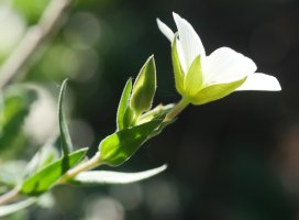 Arenaria montana, Erroiarri mendian