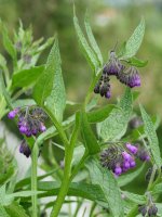 Symphytum officinale