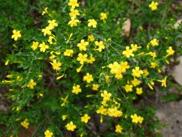 Jasminum fruticans, Bintze aldean
