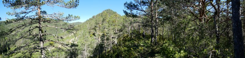 Anso aldeko igoera pinudian gora