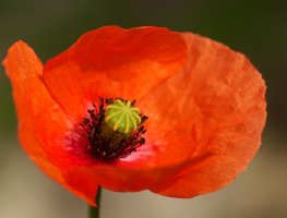 Papaver dubium, Txoritokieta aldean