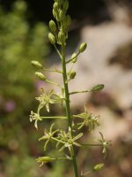 Ornithogalum pyrenaicum Irurtzun aldean