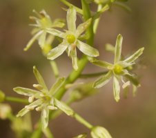 Ornithogalum pyrenaicum Irurtzun aldean