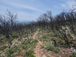Bidea suteak kiskalitako eremuan barrena, Ibarrako hegoaldeko hegian