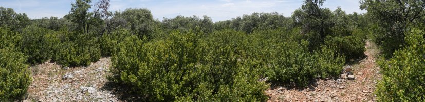 Romastacako bizkarreko pasarte bat