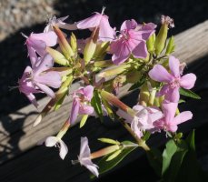 Saponaria officinalis, Burgin, Ezka ibaiaren bazterrean