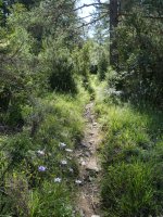 Igoerako bidezidorra