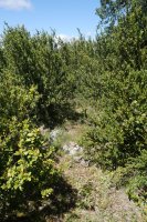 Sasi tontorreko tako geodesikoa