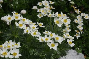 Anemone narcissiflora Auñamendi aldean