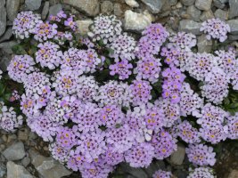 Iberis carnosa Auñamendi mendian
