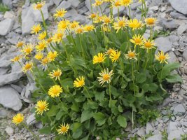 Doronicum grandiflorum Auñamendi mendian