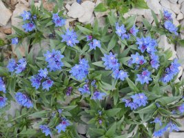 Lithospermum gastonii Auñamendi aldean
