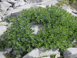 Lithospermum gastonii Auñamendi aldean