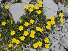 Helianthemum nummularium Auñamendi aldean