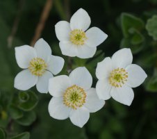 Anemone narcissiflora Auñamendi aldean