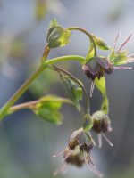 Thalictrum macrocarpum Auñamendiko bidean