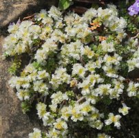 Paronychia kapela Lapazarra mendiaren gandorrean