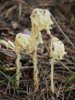  Monotropa hypopitys Belagua aldean, Arrakogoitiko bailaran