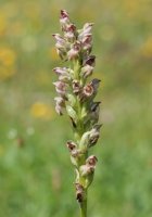 Orchis coriophora Belaguan