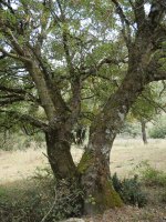 Acer monspessulanum Ollo herriaren inguruetan