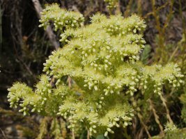 Sedum sediforme Ollo herriaren inguruetan