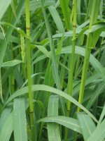 Echinochloa crus-galli, Alkiza aldean