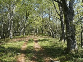 Ollargarate aldeko pasarte bat