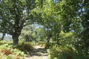 Haritz galantak bidean