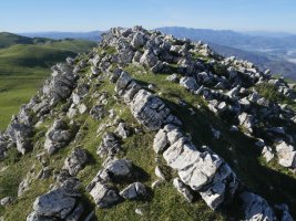 Auntzizegi tontorra ekialdetik