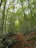 Lareotik igotzen den bidea