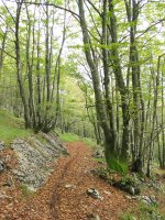 Lareotik igotzen den bidea