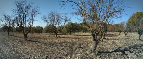 Fruta arbolak gainaldean