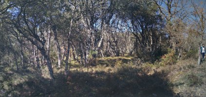 Gainaldea, harizti eder batek hartua