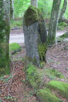 Arbotante 3 zutarria, Donamaria