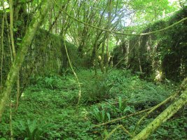 Errotako hondakinak, Ezkurra