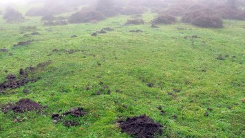 Pokapena 7 etxola hondoa, Andia