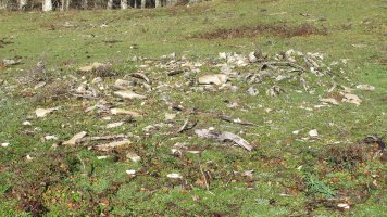 Bagaritxa 7 tumulua, Goñi