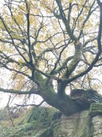 Urtsugaingo aitzarteko haritza