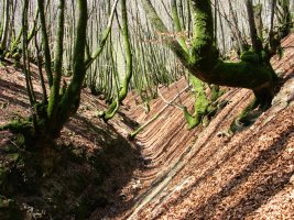 Errekastoa pagadiaren baitan