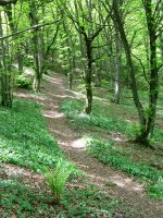 Bidea iparraldeko isurialdeko basoan barrena