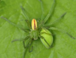 Armiarmak (Micrommata virescens, arra eta emea, edo)