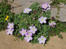 Geranium cinereum