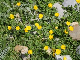 Ranunculus gouanii, Budogiaren hegoaldeko isurialdean
