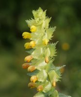 Rhinanthus angustifolius Irurtzun aldean