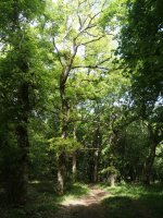 La Balsa lepotik Plazaola aldera jaisten den bidea