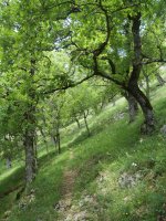 Haitz Txikiko lepora igotzen den bidea