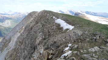 Petraficha tontorra iparraldetik