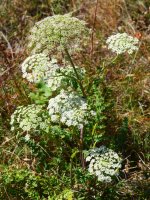 Seseli libanotis, Borregil mendian